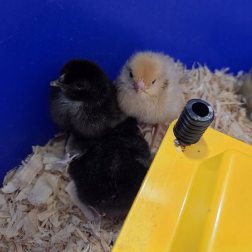 Learning about chicks